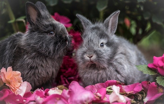 two bunnies sitting side by side