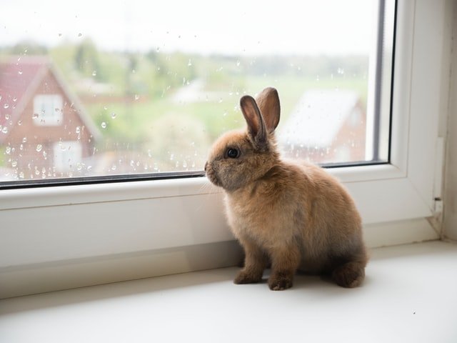 rabbit sitting in a room and looking through the window