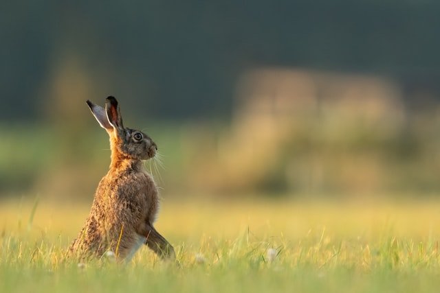 brown rabbit looking at a distance in a vast open field