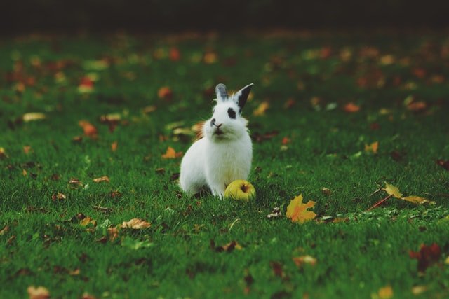 white rabbit sitting in the garden and looking away