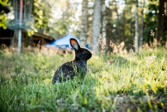 black rabbit sitting in the forest and looking in a distance