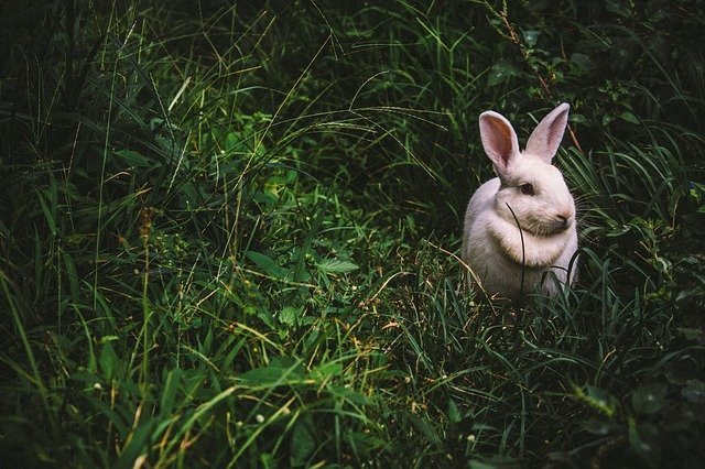 rabbit wandering in the jungle