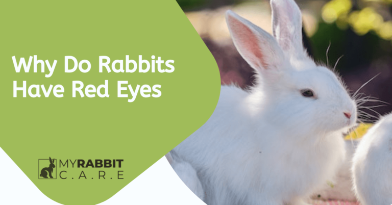 Why Do Rabbits Have Red Eyes? Facts and Treatments