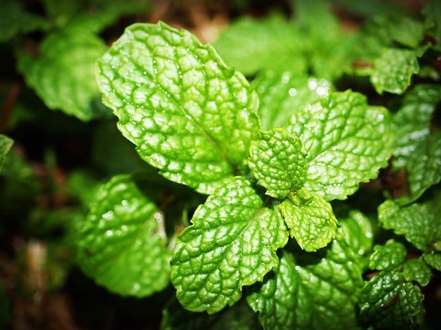 closeup view of green mint leaves