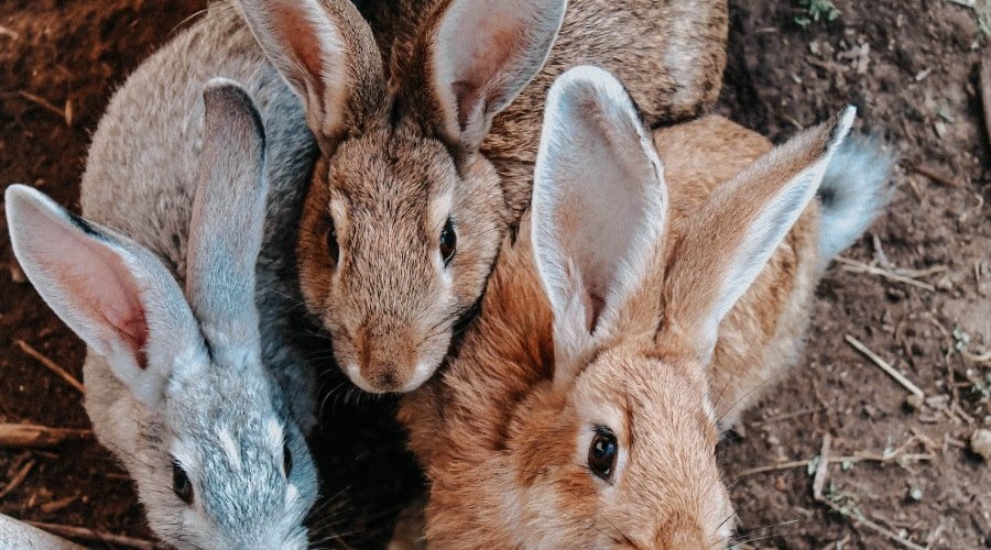 Rabbits