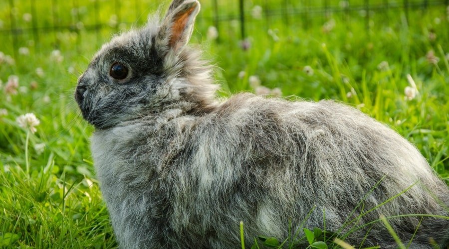 Are Harlequin Rabbits Endangered